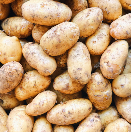 1 LB UBC Farm Sieglinde Potatoes