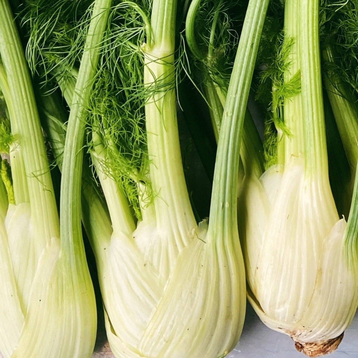UBC Farm Local Organic Fennel Bulb