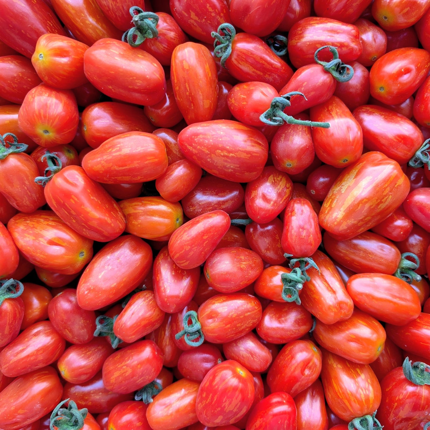 Athiana Acres Red Supernova Cherry Tomatoes