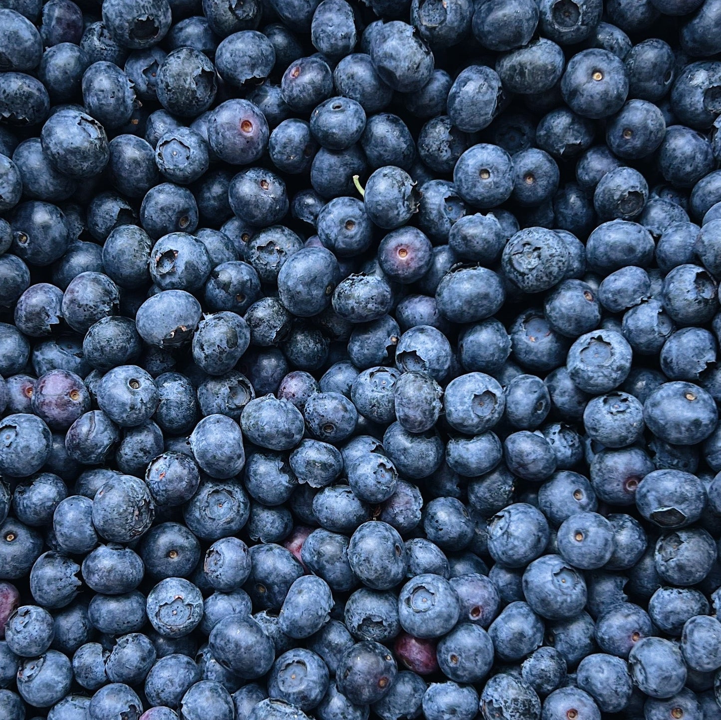 5 Pound Box Local Blueberries