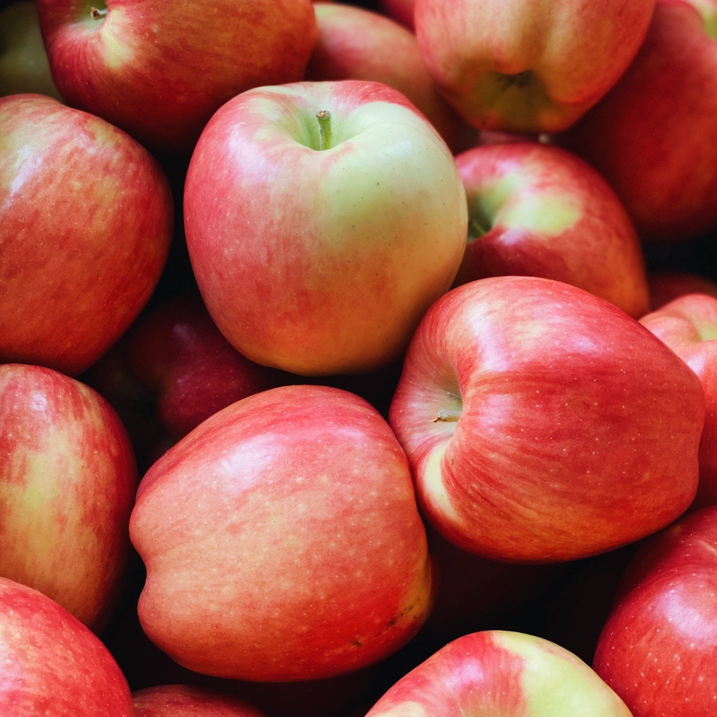 2 Pack Organic Ambrosia Apples