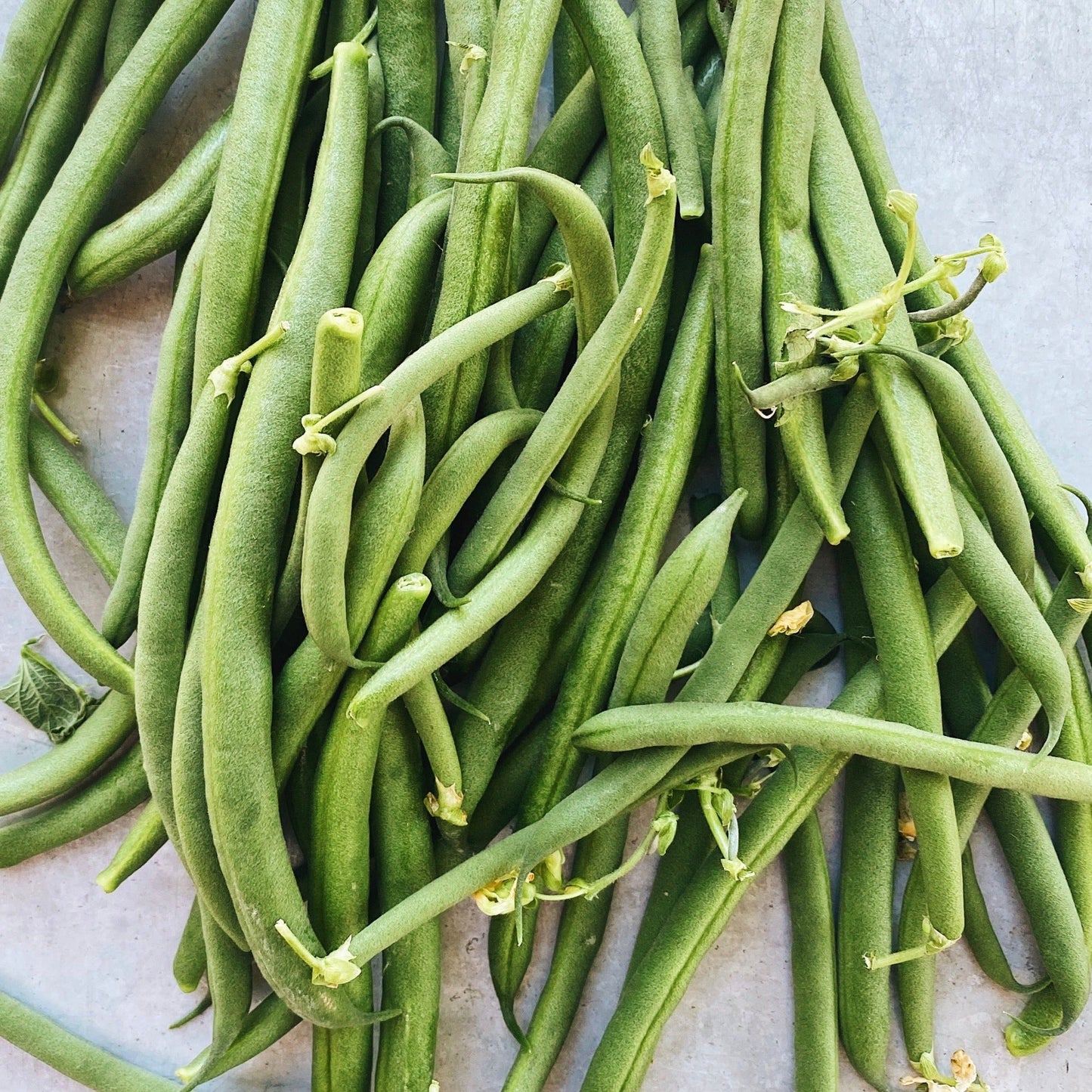 1LB Pack BC Grown Green Beans