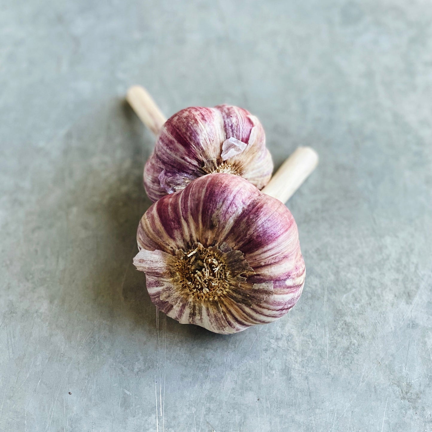 Local Harvest Red Russian Garlic