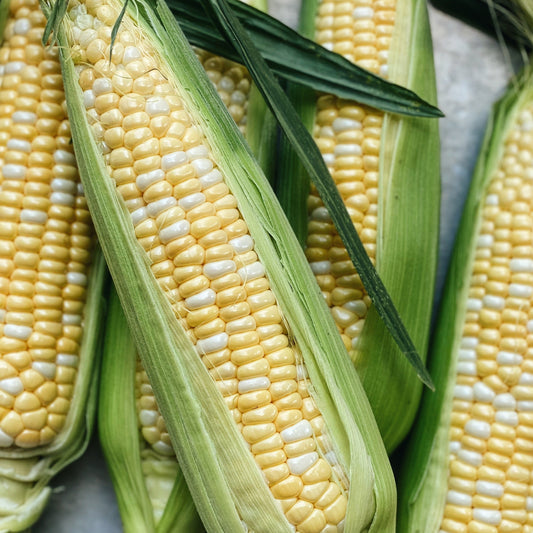 4 Pack Local Corn