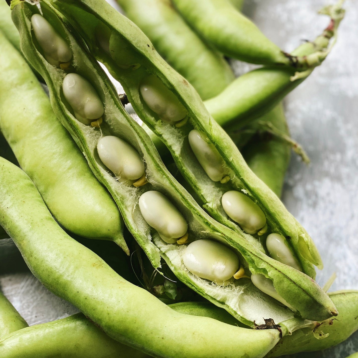 UBC Farm Organic Fava Beans