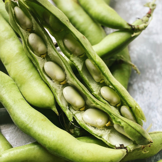 UBC Farm Organic Fava Beans