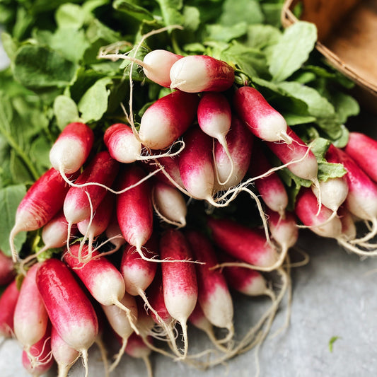 North Arm Farm Loose French Breakfast Radishes