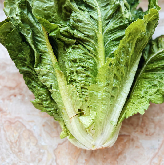 UBC Farm Extra Giant Organic Romaine Lettuce