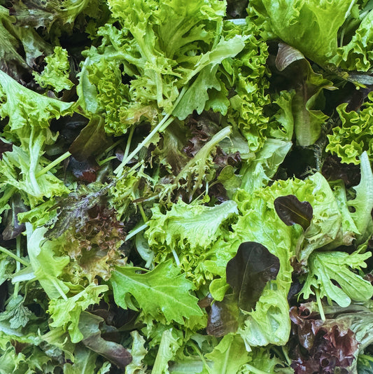 UBC Farm Organic Salad Mix