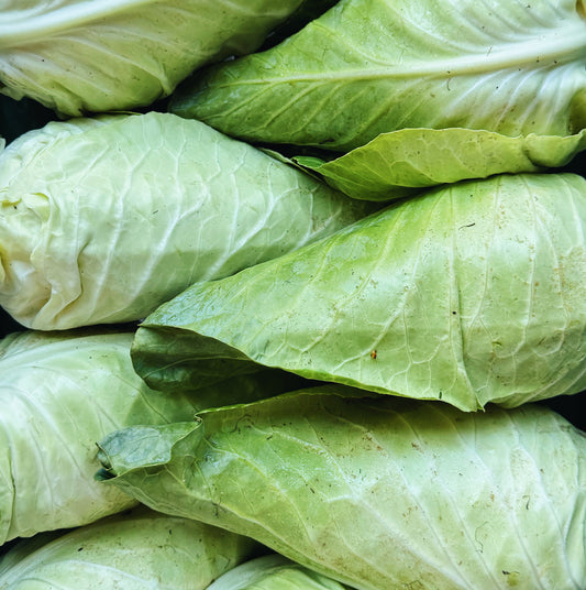 UBC Farm Organic Green Cabbage