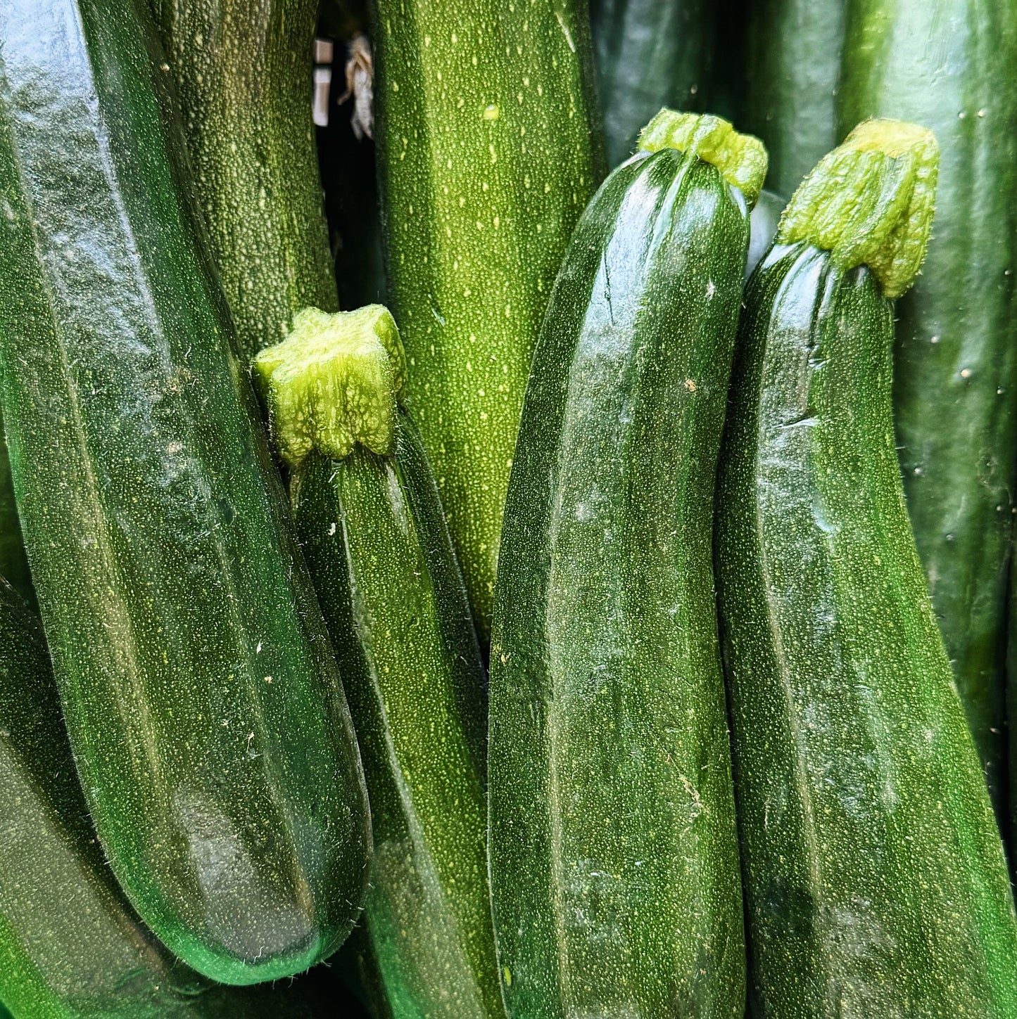 UBC Farm Organic Green Zucchini