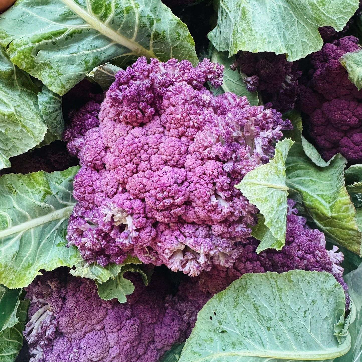 Athiana Acres Purple Cauliflower