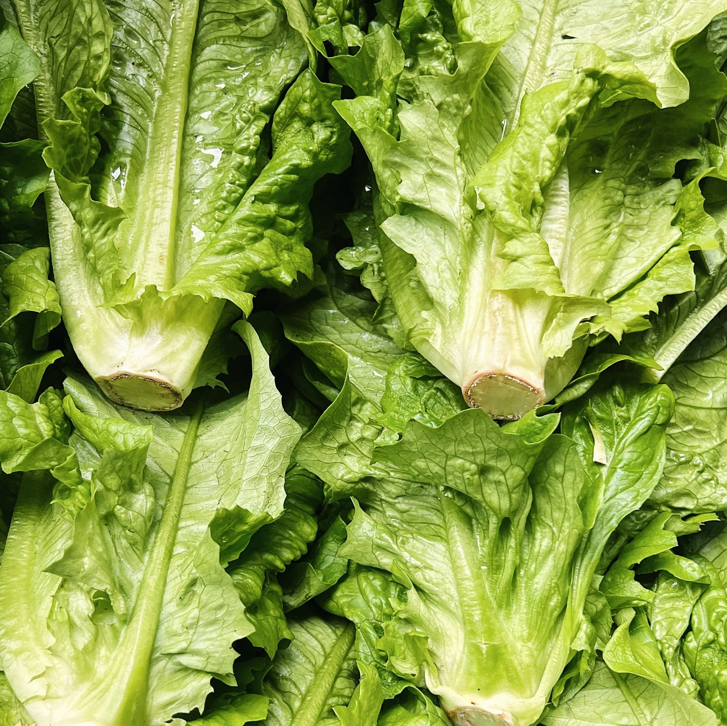 UBC Farm Extra Giant Organic Romaine Lettuce