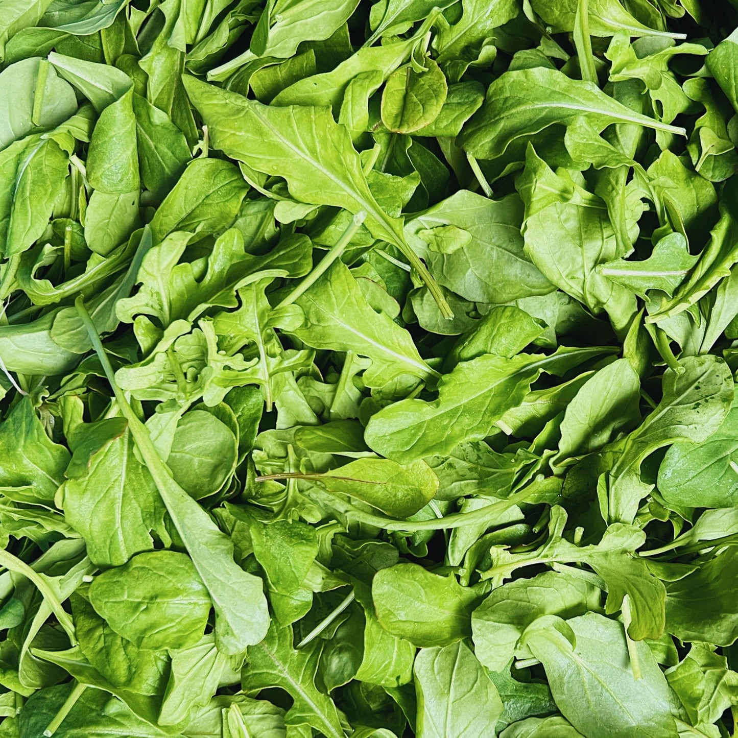 UBC Farm Organic Arugula