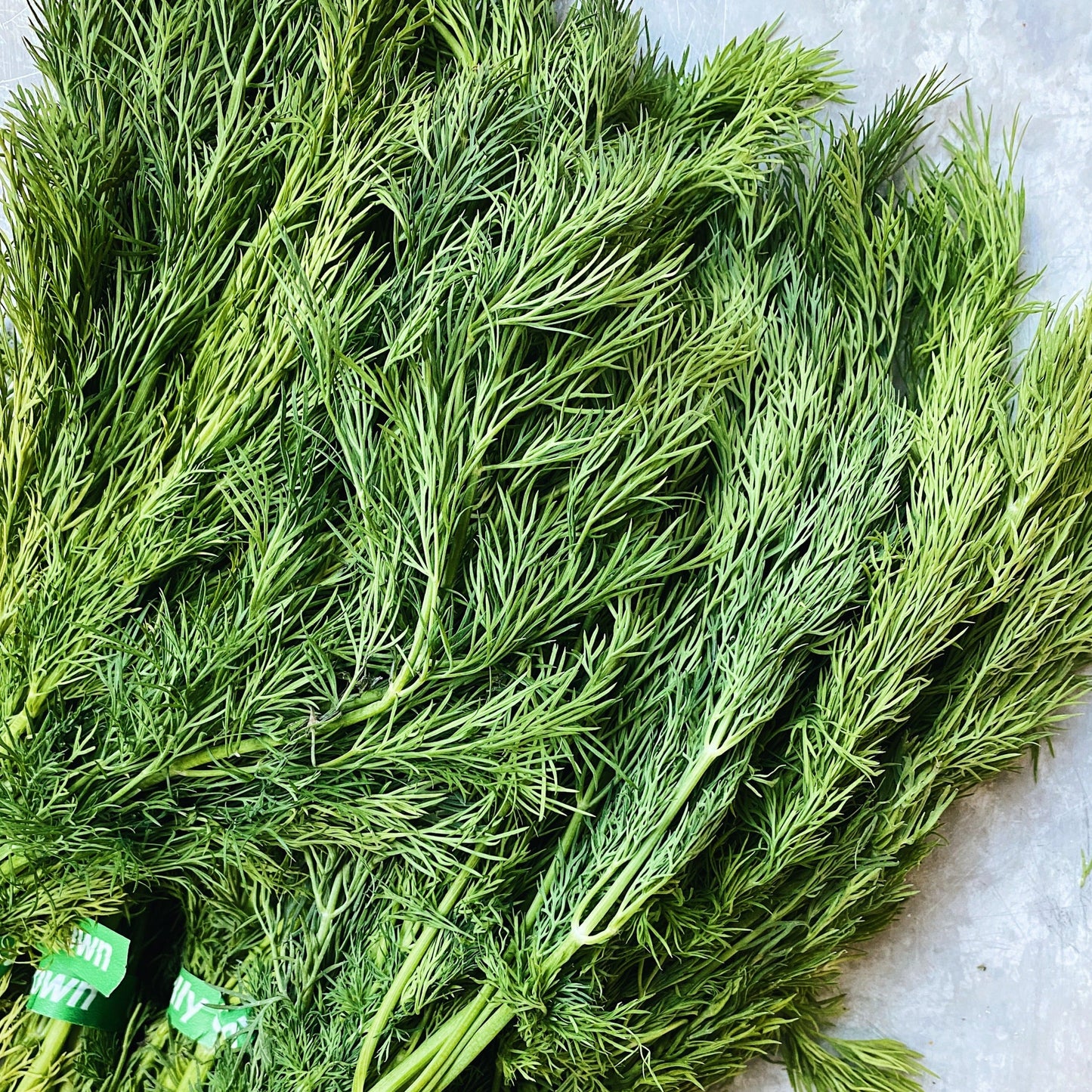 UBC Farm Organic Dill Bunch