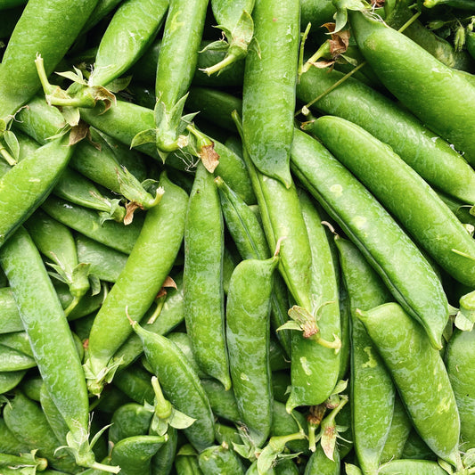 BC Grown English Shelling Peas