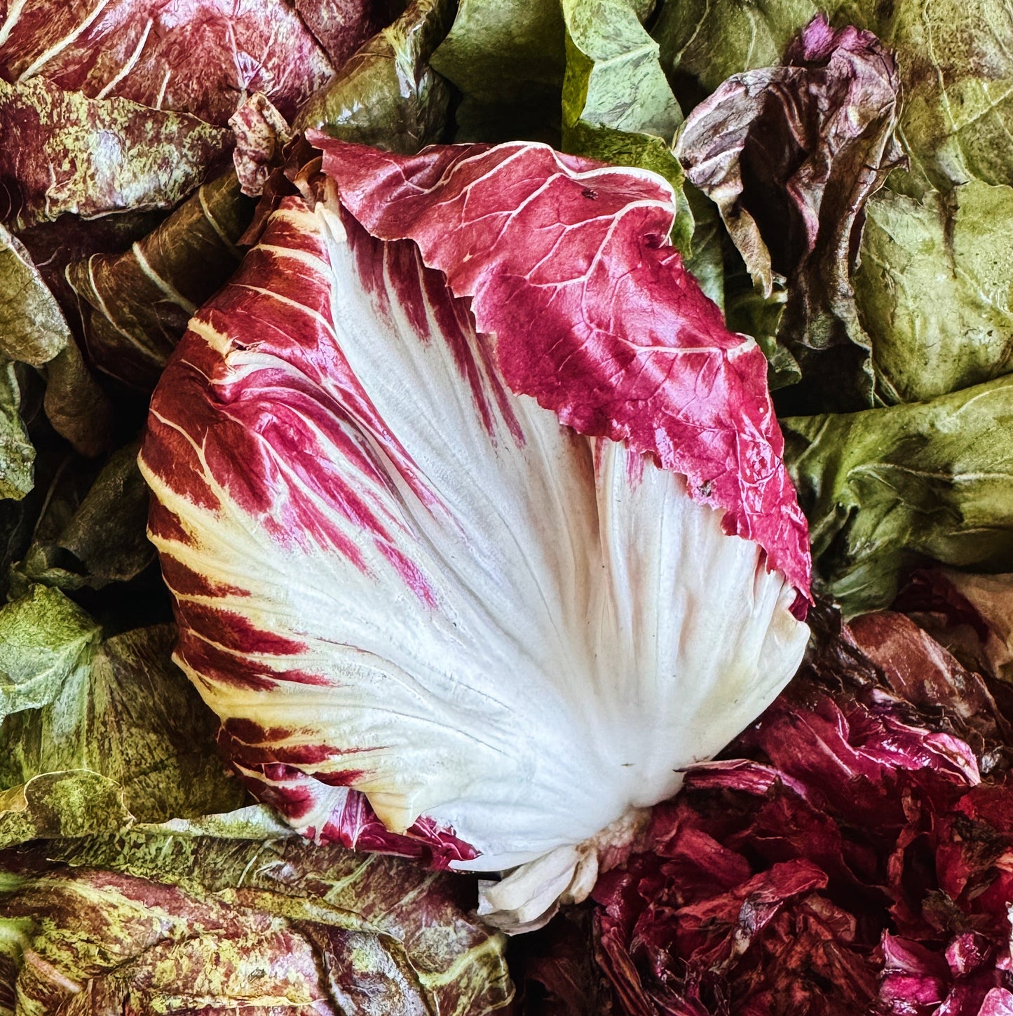 UBC Farm Organic Chioggia Radicchio