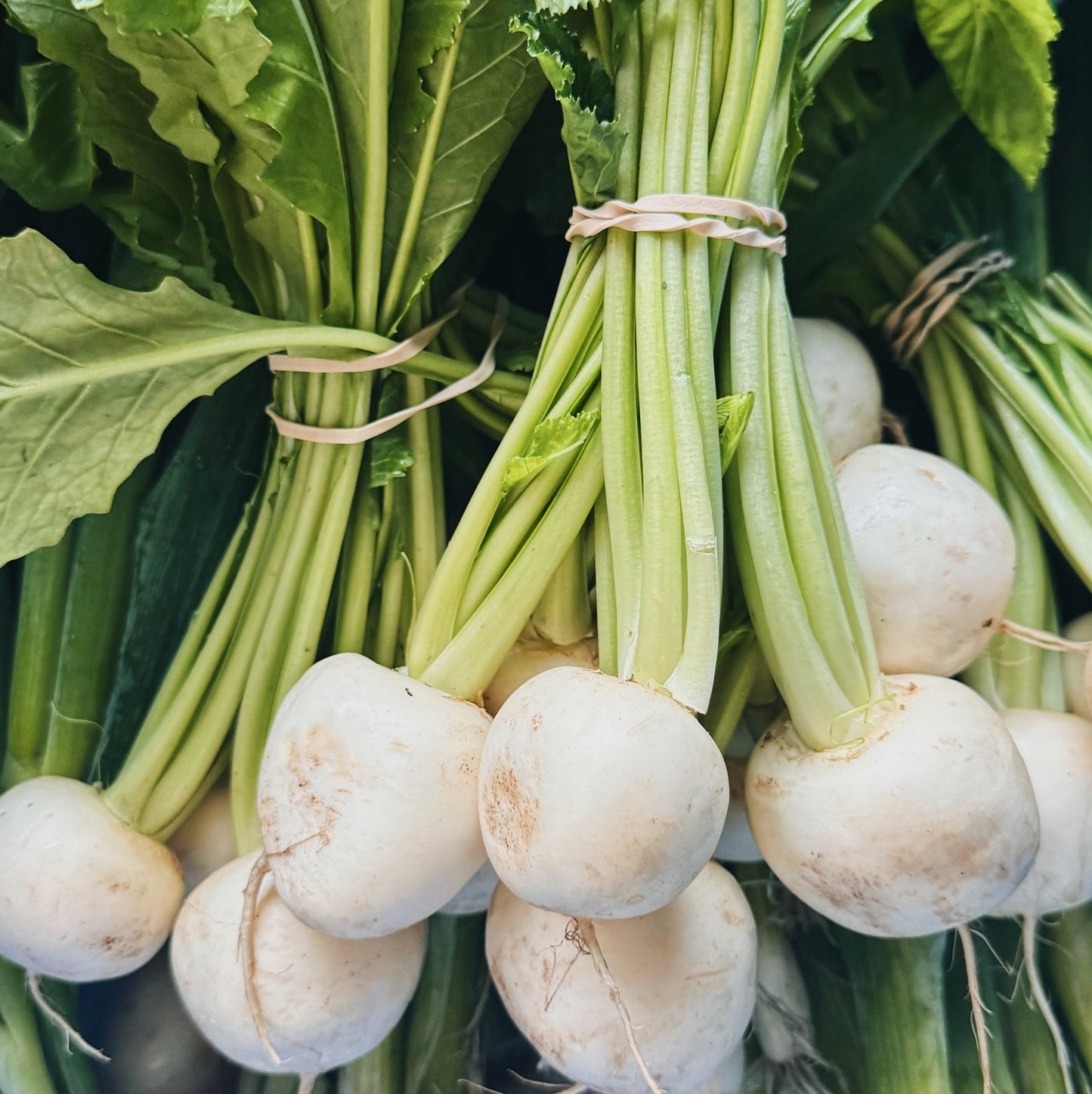 UBC Farm Organic Hakurei Turnips