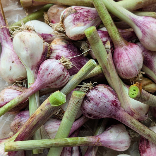 Athiana Acres Fresh Garlic