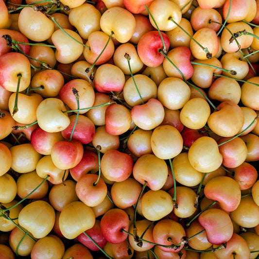 Extra Large Premium Okanagan Rainier Cherries