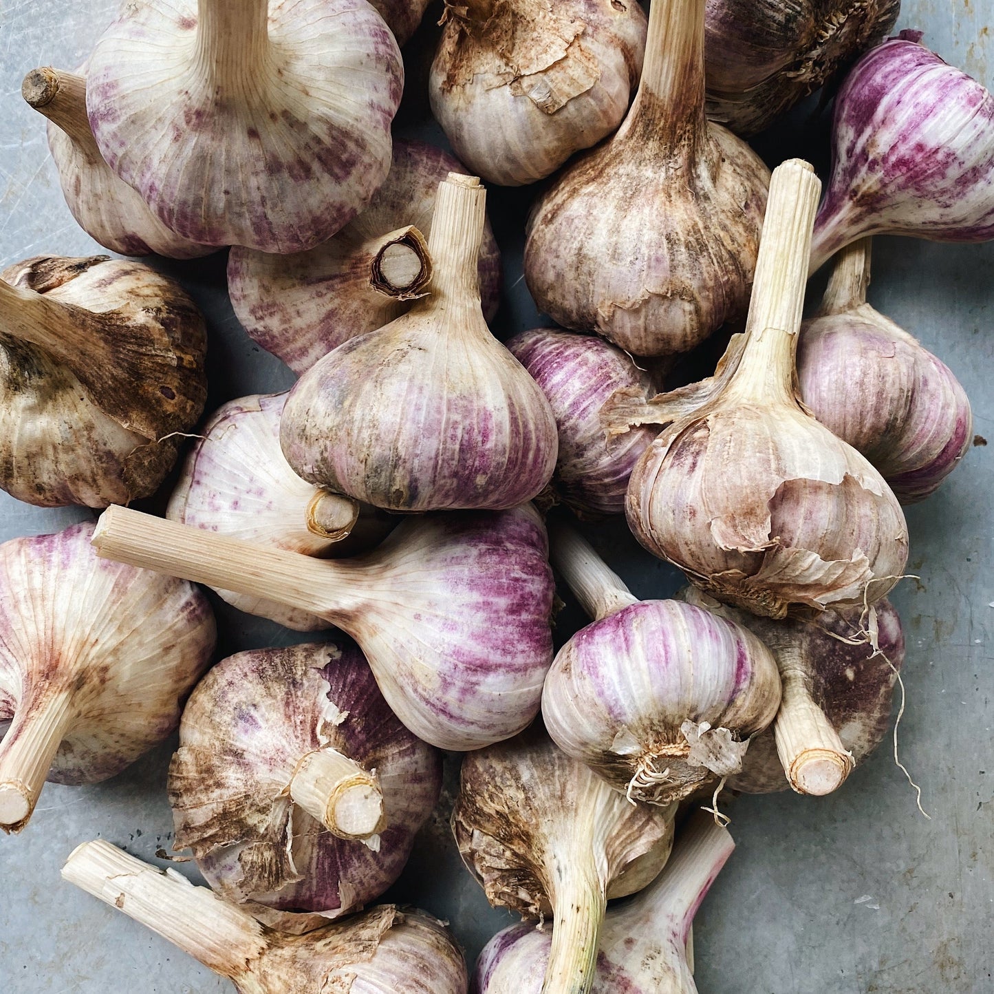 Local Harvest Red Russian Garlic